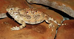 Phrynosoma: Desert Horned Lizard