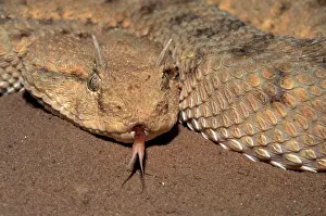 Vipers: Desert Horned Viper