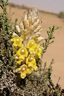 Holoparasitic: Desert Hyacinth / Desert Broomrape - Holoparasitic