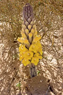 Holoparasitic: Desert Hyacinth / Desert Broomrape - Holoparasitic
