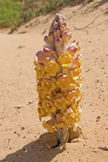 Holoparasitic: Desert Hyacinth / Desert Broomrape - Holoparasitic