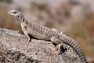 Dipsosaurus: DESERT IGUANA