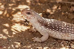Dipsosaurus: Desert Iguana