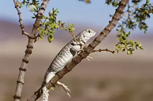 Mohave: Desert Iguana