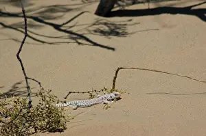 Algodones: Desert Iguana