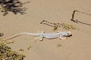 Algodones: Desert Iguana
