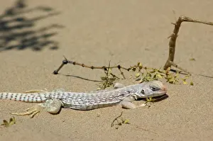 Algodones: Desert Iguana