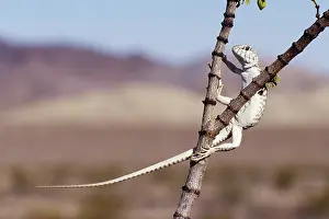 Tridentata: Desert Iguana