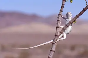 Mohave: Desert Iguana