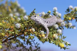 Mohave: Desert Iguana