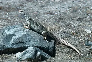 Sunning: Desert Iguana