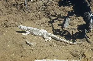 Sunning: Desert Iguana