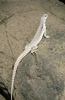 Dipsosaurus: Desert Iguana (Dipsosaurus dorsalis)