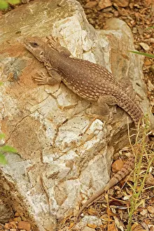 Dipsosaurus: Desert Iguana - On rock