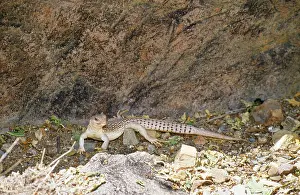 Dipsosaurus: Desert Iguana - scent marking territory with gland