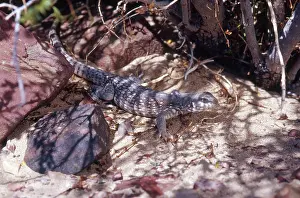 Mohave: Desert Iguana in Shade