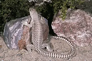 Iguana: DESERT IGUANO