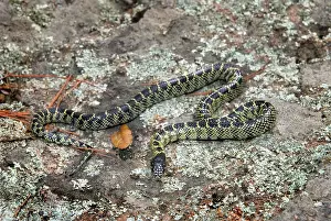 Kingsnake: The Desert King Snake