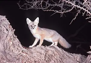 Kenneth Hoyle: DESERT KIT FOX - at night