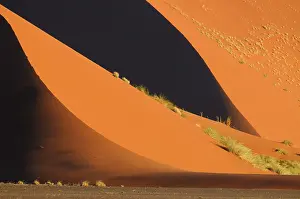 Tussock: Desert Landscape with high sand dunes in late afternoon ligh