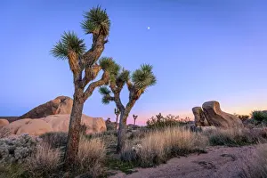 Joshua: Desert Landscape, Joshua Trees (Yucca brevifolia)
