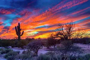 Saguaro: Desert landscape with saguaro cactus (Saguaro) at