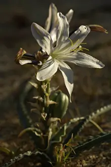 Undulata: Desert Lily - spring