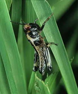 Locust: Desert locust