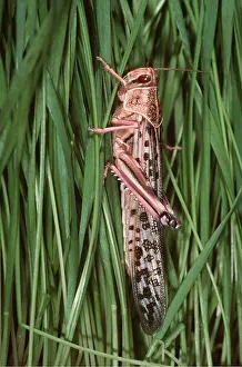 Pascal Goetgheluck: DESERT LOCUST - ADULT ON GRASS