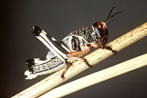 Locust: DESERT LOCUST - HOPPER