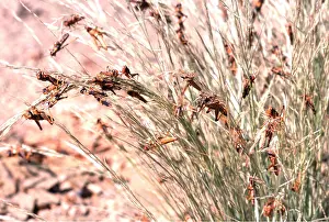 Locust: DESERT LOCUST - hoppers devouring grass