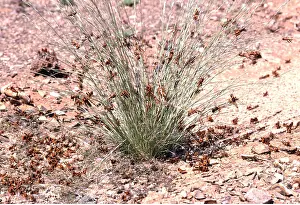 Locust: DESERT LOCUST - hoppers devouring grass
