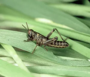 Locust: Desert locust Nymph