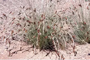 Locust: DESERT LOCUSTS - Devour grass
