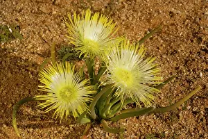 Elongata: Desert mesemb, Goslings - in the Namaqua desert
