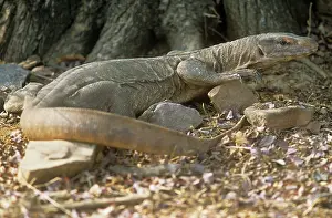 Agra: DESERT MONITOR / Agra LIZARD