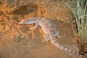 Monitors: Desert Monitor Lizard