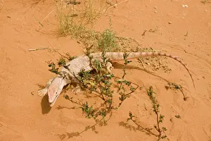 Monitors: Desert Monitor Lizard