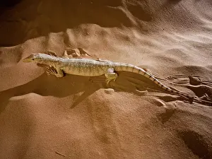 Griseus: Desert Monitor Lizard