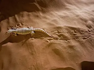 Griseus: Desert Monitor Lizard