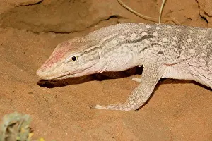 Monitors: Desert Monitor Lizard - Abu Dhabi