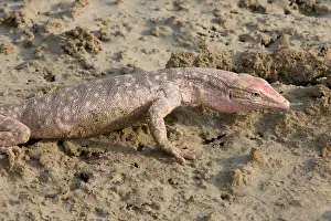 Griseus: Desert Monitor Lizard - on sabkha / salt flat