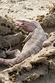 Griseus: Desert Monitor Lizard - on sabkha / salt flat with