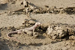 Griseus: Desert Monitor Lizard - on sabkha / salt flat