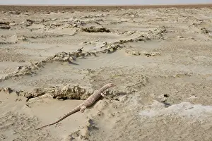 Griseus: Desert Monitor Lizard - on sabkha / salt flat