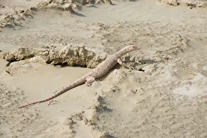 Griseus: Desert Monitor Lizard - on sabkha / salt flat
