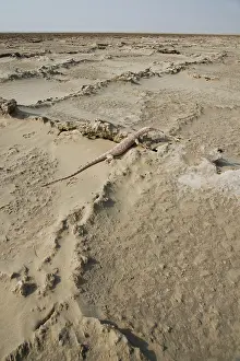 Griseus: Desert Monitor Lizard - on sabkha / salt flat