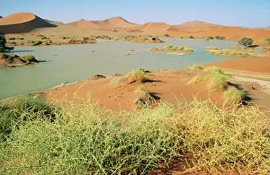 Acacias: DESERT - Namibia. Flooded Sossusvlei with Camelthorn