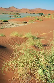Acacias: DESERT - Namibia. Flooded Sossuvlei