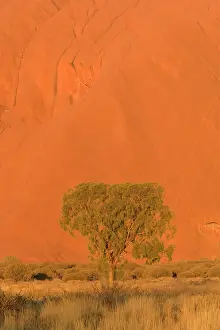 Ablaze: Desert Oak - bushland and single desert oak tree